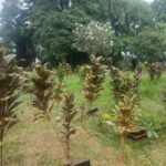 Apresiasi Masyarakat Untuk Kinerja Dinas PERKIM Kabupaten Tangerang IMG-20250911-WA0010