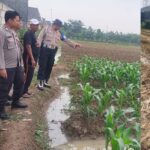 Personil Polsek Kotabaru Kontrol Pertumbuhan Tanaman Jagung Hibrida Milik Warga IMG_20250918_204127