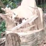 Perambahan Hutan di KPHL Batu Tegi, Oknum Tak Bertanggung Jawab Kembali Berulah Capture 2025-10-19 20.48.22