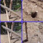 *SENGKETA LAHAN DI DESA MANE TUNONG KEC MUARA BATU ACEH UTARA, KEUCHIK / KEPALA DESADIDUGA TIDAK BERTANGGUNG JAWAB *